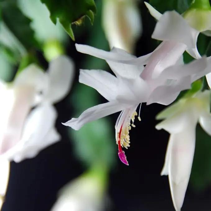 TriStar Plants - Thanksgiving Cactus - 4" inch Pot, Fasle Christmas Cactus, Easter Cactus, Holiday Plant, Winter Flowers, Christmas Plants, Winter Blooms (White) by GreenHaven Gardens