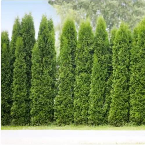 Brighter Blooms - Junior Giant Thuja Tree, 1-2 ft. - No Shipping to AZ by GreenHaven Gardens