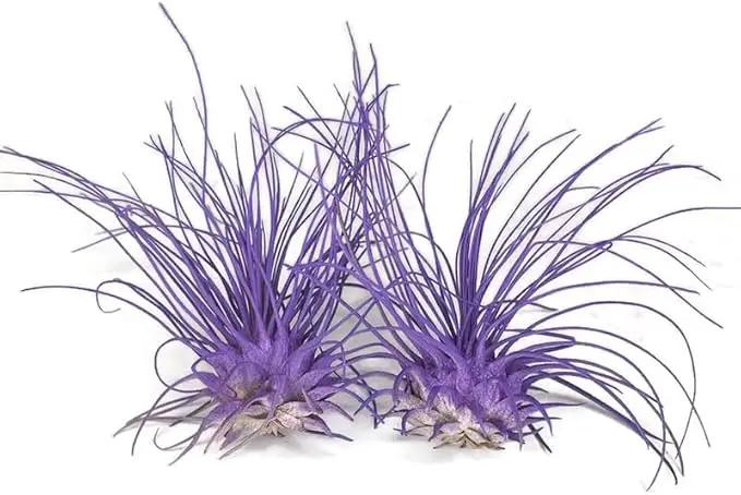 Thin Air Plant, Guatemala Tillandsia Live Airplant, Healthy Arrival Guaranteed, Great Indoor Plant, Home Decor & Gift (2 Purple) by GreenHaven Gardens