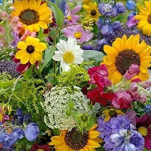 Dirt Goddess Super Seeds ~ Cut Flower Mix Seed (1 Lb) by GreenHaven Gardens