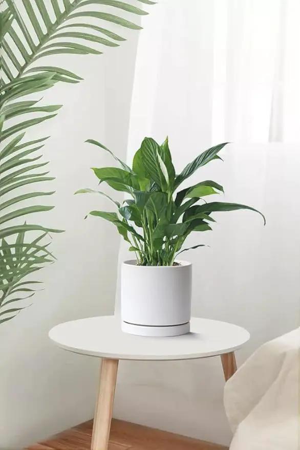Aveyas 8 inch Ceramic Plant Pot with Drainage Hole and Saucer - Suitable for Indoor and Outdoor Use, Modern Planters for House Garden Flower Tree Snake Monstera Plants (8", Matte White) by GreenHaven Gardens