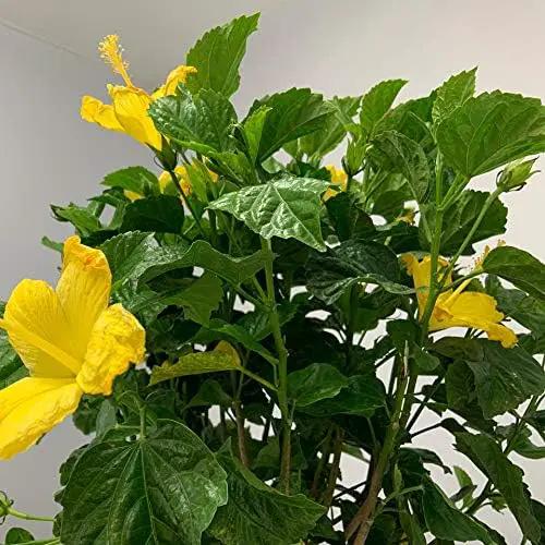 Hibiscus Live Plant - Yellow Hibiscus Bush - Flowering Plants - Yellow Ft. Myers - Overall Height 26" to 28" - (Plant Only)… by GreenHaven Gardens