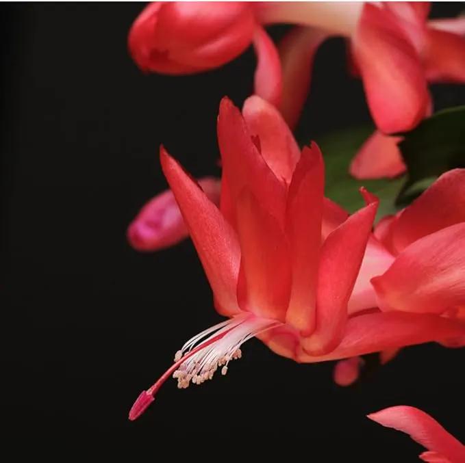 TriStar Plants - Thanksgiving Cactus - 4" inch Pot, Fasle Christmas Cactus, Easter Cactus, Holiday Plant, Winter Flowers, Christmas Plants, Winter Blooms (Red) by GreenHaven Gardens