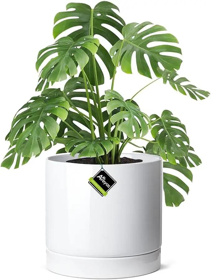 Aveyas 10 inch Ceramic Planter Pot with Drainage Hole and Saucer - Suitable for Indoor and Outdoor Use, Modern Planters for House Garden Flower Tree Snake Monstera Plants (10", Glossy White) by GreenHaven Gardens