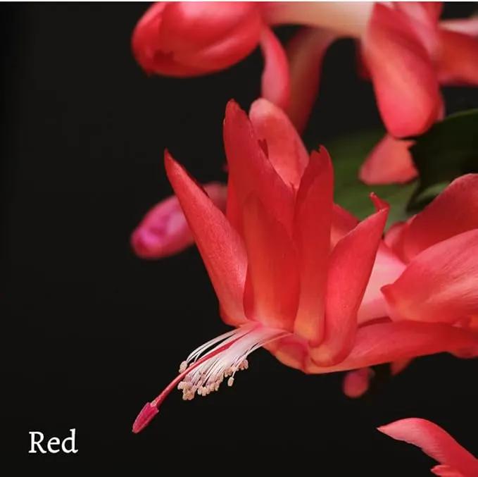 TriStar Plants - Thanksgiving Cactus - 4" inch Pot, Fasle Christmas Cactus, Easter Cactus, Holiday Plant, Winter Flowers, Christmas Plants, Winter Blooms (Red) by GreenHaven Gardens