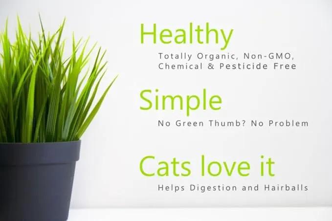 Simple Cat Grass Blend | 100% US Organic + 4 Popular Seeds | Wheat, Barley, Oats, Rye Mix Combo | Show Your Love with a Healthy Pet Snack Treat (6 Ounce ~4800 Seeds) by GreenHaven Gardens