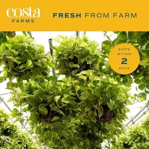 Costa Farms Golden Pothos Live Plant, Easy Care Indoor House Plant in Grower's Pot, Potting Soil, Great for Outdoor Hanging Planter or Basket, Housewarming Gift, Desk Decor, Room Decor, 10-Inches Tall by GreenHaven Gardens