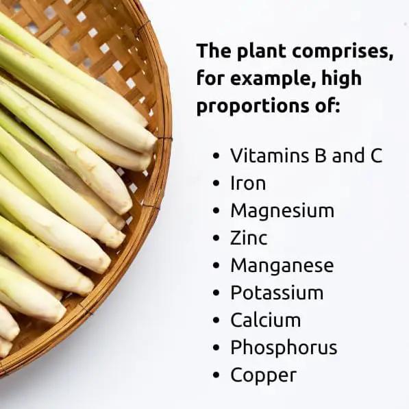 Lemongrass - Cymbopogon citratus. Live Plant. Fragrant, Fresh, Edible. Easy Grow. Indoor/Outdoor. (4 Lemongrass in Cup) by GreenHaven Gardens