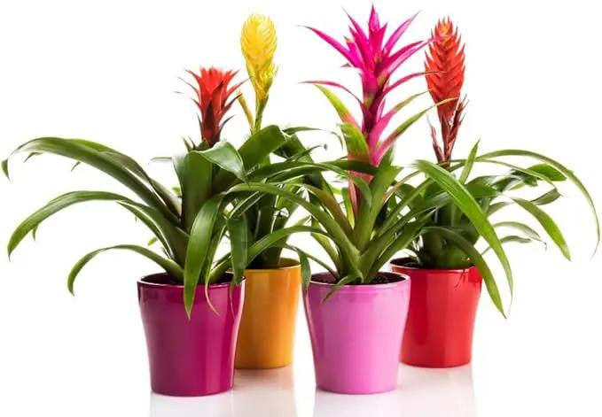 Bromeliad Soil - Ideal Blend for Thriving and Healthy Bromeliads - 3 QUARTS by GreenHaven Gardens