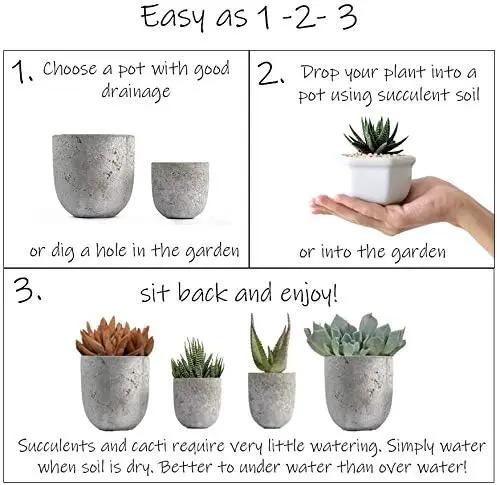 Altman Plants, Live Succulents Plants (50 Pack), Nursery Pots Variety Pack, Bulk Succulents Plants Live Plants Indoor Plants Live House Plants Indoors Live Indoor Plants Live Houseplants Live Indoor by GreenHaven Gardens