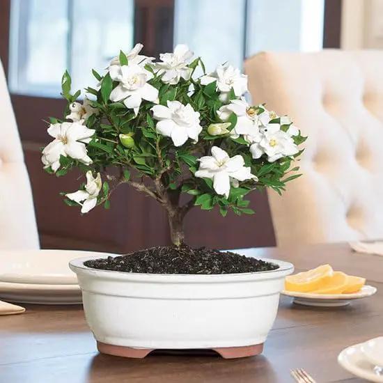 Gardenia Veitchii - Everblooming - Gardenia Jasminoides. Fragrant Evergreen Shrub with Glossy Foliage and Pure White Blooms, Perfect for Pots, Borders, or Gardens (2 Gardenia Veitchii Plants in Cup) by GreenHaven Gardens