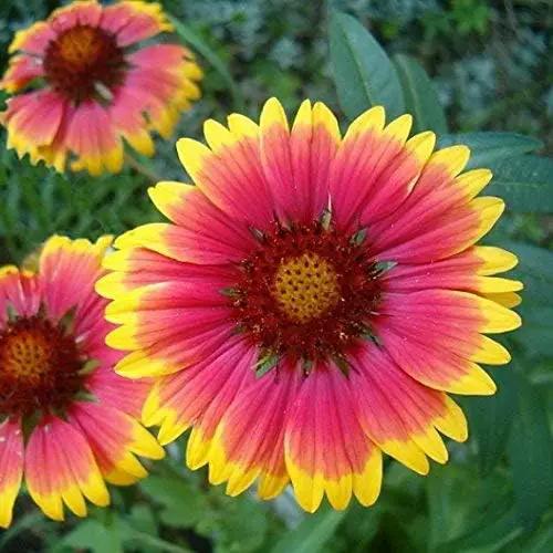 Non GMO Bulk Annual Gaillardia Blanket Flower Seed -Gaillardia pulchella (5 Lbs) by GreenHaven Gardens