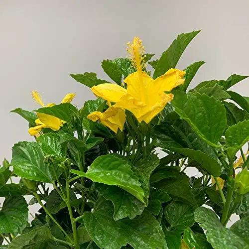 Hibiscus Live Plant - Yellow Hibiscus Bush - Flowering Plants - Yellow Ft. Myers - Overall Height 26" to 28" - (Plant Only)… by GreenHaven Gardens