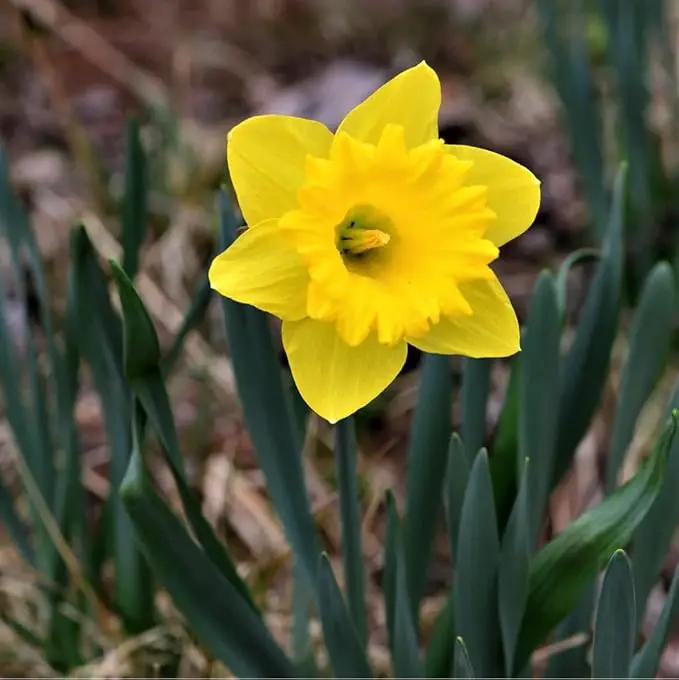 50 Yellow Daffodil Bulbs for Planting - Dutch Master Value Bag - Plant in Gardens, Borders & Flowerbeds - Bulb Size 10/12 cm - Easy to Grow Fall Flowers Bulbs by Willard & May by GreenHaven Gardens