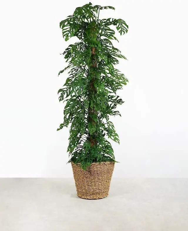 Monstera Adansonii Specialized Soil Mix - Improve Aeration, Drainage & Nutrient Retention - 1 Quart by GreenHaven Gardens
