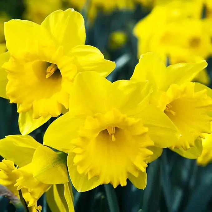 50 Yellow Daffodil Bulbs for Planting - Dutch Master Value Bag - Plant in Gardens, Borders & Flowerbeds - Bulb Size 10/12 cm - Easy to Grow Fall Flowers Bulbs by Willard & May by GreenHaven Gardens