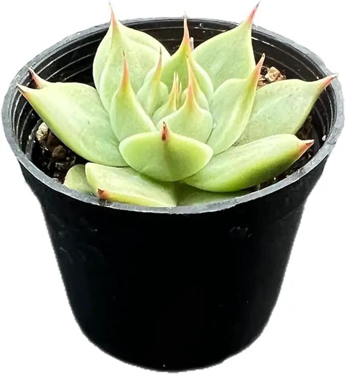 2" Rare Succulent Echeveria 'Toscannelly', Live Succulents Plants Fully Rooted in Grower Pots, Unique Gift for Wedding Favor, Party Favor by GreenHaven Gardens