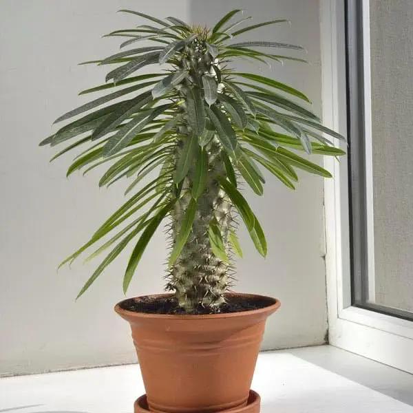 Madagascar Palm Potting Mix - Unlock Robust Growth and Striking Form with Our High-Performance Formula - 20 Quart by GreenHaven Gardens