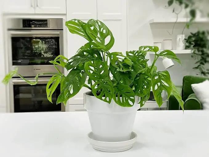 Premium Swiss Cheese Plant Potting Mix - Monstera Deliciosa Blend for Optimal Nutrients and Drainage for Healthy Growth - 4 Quart by GreenHaven Gardens