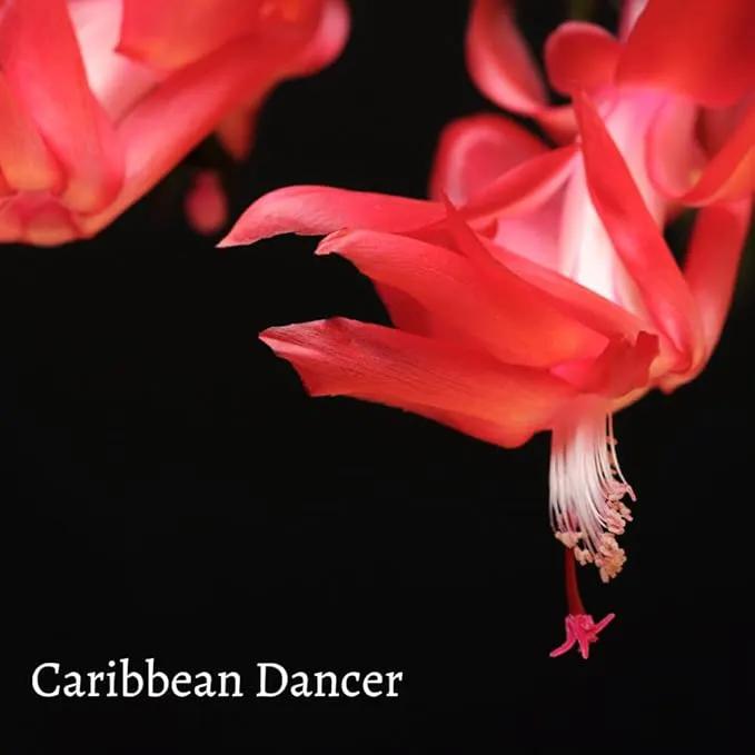 TriStar Plants - Thanksgiving Cactus - 4" inch Pot, Fasle Christmas Cactus, Easter Cactus, Holiday Plant, Winter Flowers, Christmas Plants, Winter Blooms (Caribbean Dancer) by GreenHaven Gardens