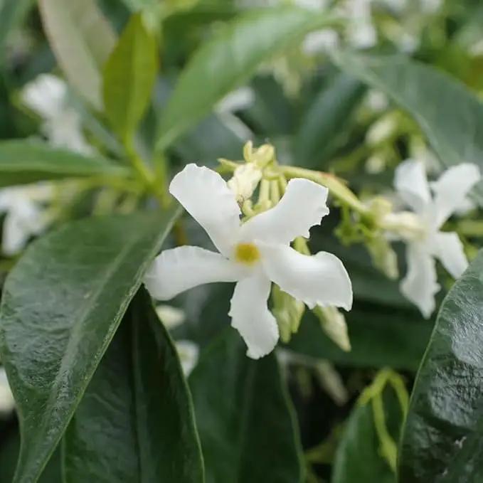 Star Jasmine/Confederate Jasmine - Trachelospermum Jasminoides. Live. Fragrant Flowers. (2 Plants in Sac) by GreenHaven Gardens