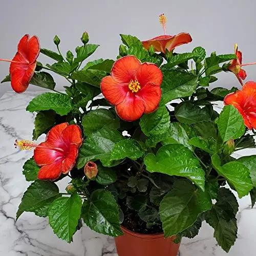 Hibiscus Plant Live - Hibiscus Bush - Red President - Overall Height 26" to 28" - Tropical Plants of Florida (Plant Only)… by GreenHaven Gardens
