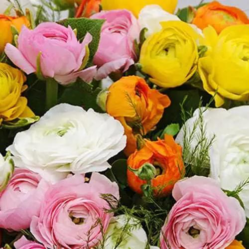 25 Pastel Mixed Ranunculus Bulbs for Planting - Buttercup Color Mix Value Bag - Plant in Gardens, Borders & Flowerbeds - Easy to Grow Fall Flowers Bulbs by Willard & May by GreenHaven Gardens