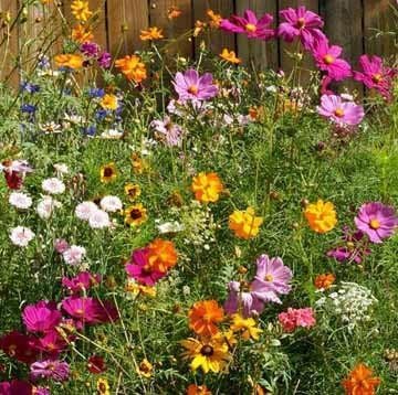 Dirt Goddess Super Seeds ~ Cut Flower Mix Seed (1 Lb) by GreenHaven Gardens