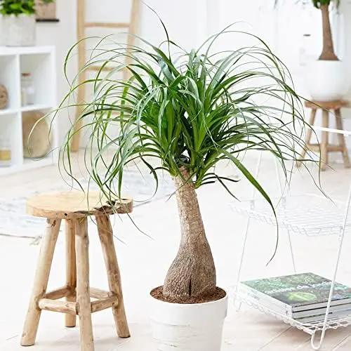 Nolina Plant Potting Soil - Enhance Form and Health with Professional Grade Nutrient-Rich Mix - 3 Quart by GreenHaven Gardens