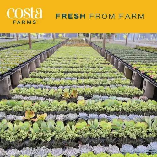 Costa Farms Live Succulent, Easy to Grow Haworthia Plant in Planter Pot, Succulent Houseplant in Potting Soil, Indoors Garden Gift, Cacti Room Décor and Home Décor, 4-Inches Tall by GreenHaven Gardens