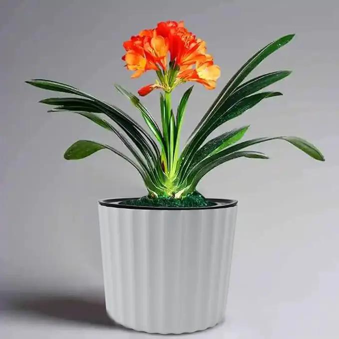 MUZHI Orchid Pot with Slotted Mesh and Holes, Plastic Round Self Watering Planter for Indoor Plants,Flowers,Herbs 3sets and 2sizes, White 7 inch by GreenHaven Gardens