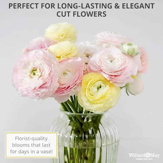 25 Pastel Mixed Ranunculus Bulbs for Planting - Buttercup Color Mix Value Bag - Plant in Gardens, Borders & Flowerbeds - Easy to Grow Fall Flowers Bulbs by Willard & May by GreenHaven Gardens