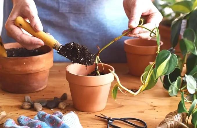 Premium Epipremnum Plant Potting Mix - Crafted for Lush Growth and Vibrant Foliage - 1 Quart by GreenHaven Gardens