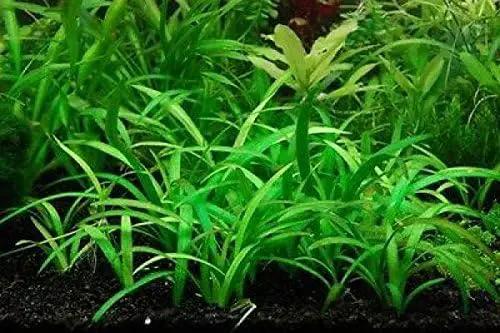 8 x Dwarf Sagittaria Subulata - Easy Live Aquarium Plants Java Moss Fern by GreenHaven Gardens