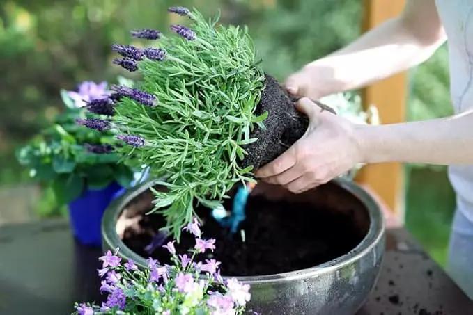 Lavender Soil - Ideal Blend for Thriving and Fragrant Lavender Plants - 3 QUARTS by GreenHaven Gardens