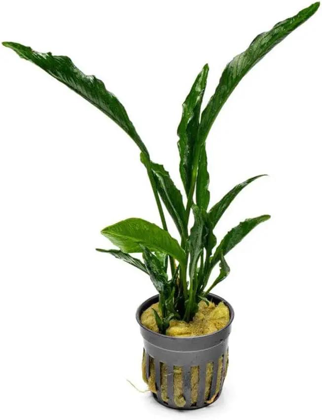 Live Jungle Plants - Anubias Heterophylla ‘Supernova’ - Large Leaf Rhizome Plant for Midground to Background Freshwater Aquascapes, Low Light Accent - Pot by GreenHaven Gardens