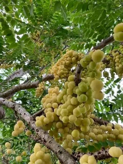 Otaheite Gooseberry (Phyllanthus acidus) Tropical Live Fruit Tree 2’-3 feet by GreenHaven Gardens