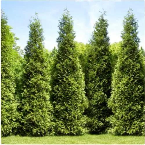 Brighter Blooms - Junior Giant Thuja Tree, 1-2 ft. - No Shipping to AZ by GreenHaven Gardens