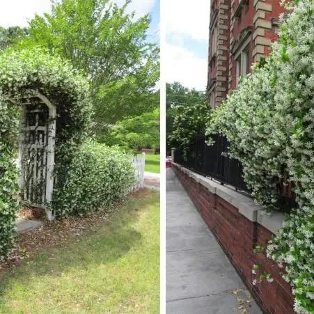 Star Jasmine/Confederate Jasmine - Trachelospermum Jasminoides. Live. Fragrant Flowers. (2 Plants in Cup) by GreenHaven Gardens