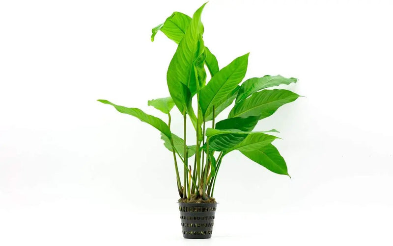 Anubias Live Aquarium Plants - Potted Freshwater Plant for Fish Tanks, Terrariums - Beginner Friendly Low Light (Heterophylla, Mother Plant) by GreenHaven Gardens