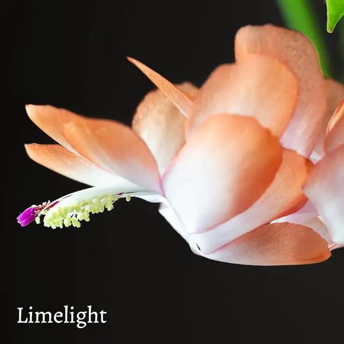 TriStar Plants - Thanksgiving Cactus - 4" inch Pot, Fasle Christmas Cactus, Easter Cactus, Holiday Plant, Winter Flowers, Christmas Plants, Winter Blooms (Lime Light) by GreenHaven Gardens