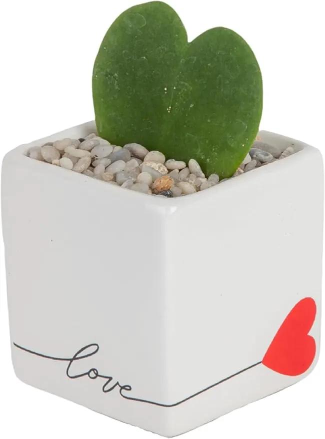 Costa Farms Hoya Heart Live Plant, Succulent-Like Houseplant in Cute Love Decor Plant Pot, Potting Soil, Live Plants Room Décor, Valentine's Day Gift For Mom, Birthday, Tabletop Size, 5-Inches Tall by GreenHaven Gardens