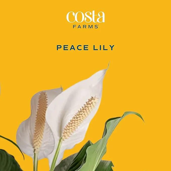 Costa Farms Peace Lily Plant, Live Indoor Houseplant with Flowers Potted in Indoors Garden Plant Pot, Air Purifying Potting Soil, Birthday, New House Gift, Home, Office and Room Decor, 2-3 Feet Tall by GreenHaven Gardens