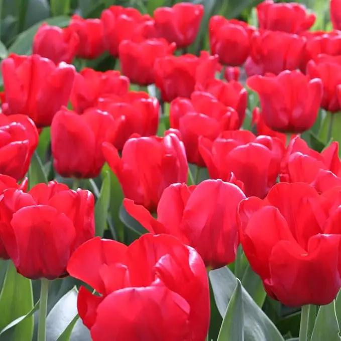 Red Tulips Darwin Hybrids (25 Bulbs) - Red Van Eijk Tulip Bulbs - Perennial Bulbs by Willard & May by GreenHaven Gardens