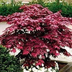 Red Japanese Maple - Live Plant 2-3 feet Tall - Deep Red Leaves by GreenHaven Gardens