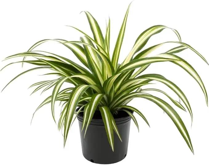 Premium Spider Plant Potting Soil Mix - (2 Quart Bag) by GreenHaven Gardens