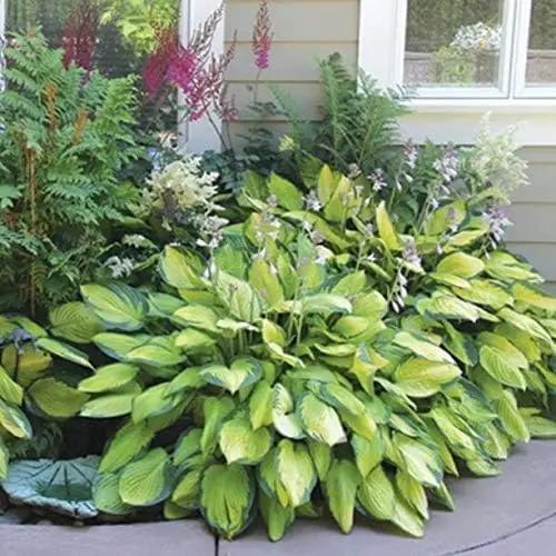 Ultimate Hosta Garden Collection 6-Pack of Bare Roots Hardy Mixed Heart-Shaped Hosta - Rich Green Foliage, Low Maintenance, Heart Shaped Leaves Great Perennials - 1000'S Sold by GreenHaven Gardens