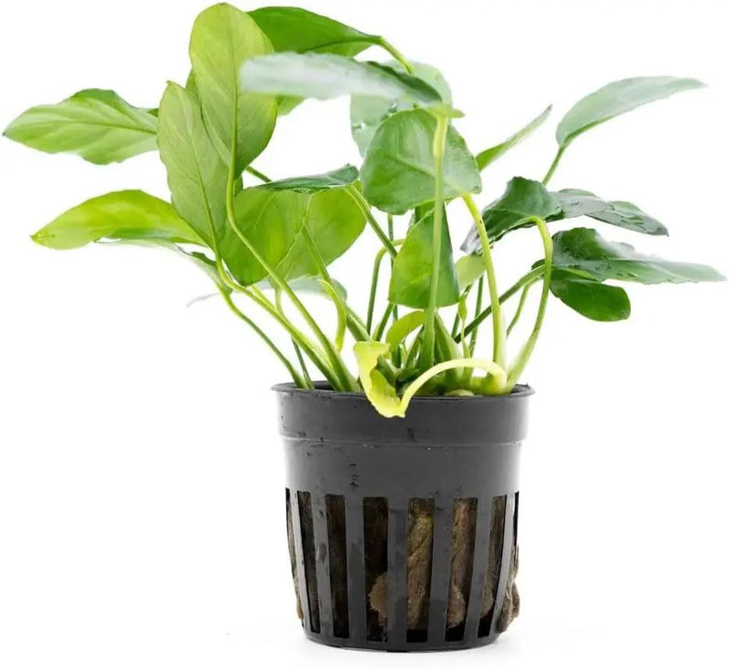 Live Jungle Plants - Anubias Nana Paxing (Anubias barteri) - Low Light Foreground to Midground Aquatic Rhizome Plant, Epiphytic Growth, Green Foliage - Pot by GreenHaven Gardens