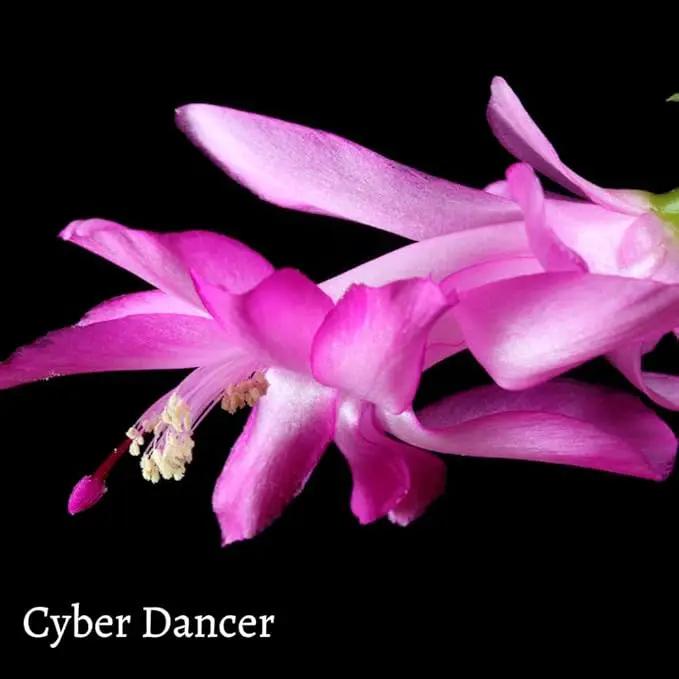 TriStar Plants - Thanksgiving Cactus - 4" inch Pot, Fasle Christmas Cactus, Easter Cactus, Holiday Plant, Winter Flowers, Christmas Plants, Winter Blooms (Cyber Dancer) by GreenHaven Gardens