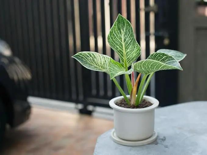 Premium Philodendron Soil - Perfect Blend for Thriving Philodendron Plants - 1 Quart by GreenHaven Gardens